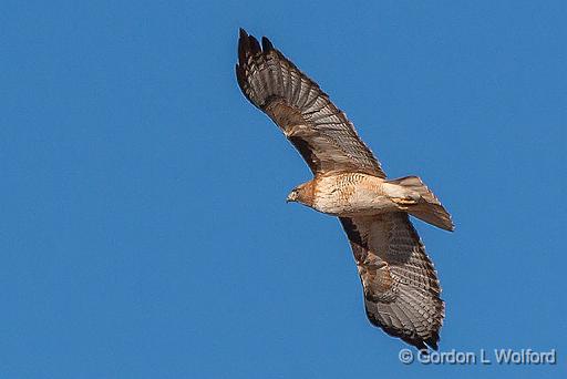 Hawk In Flight_85355BF.jpg - Photographed in the Sonoran Desert west of Tucson, Arizona, USA.